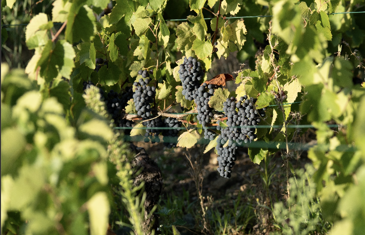 Raisins du domaine d'Auvat