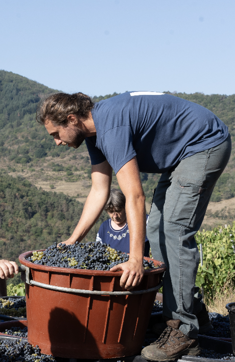 Belle vendange au domaine d'Auvat