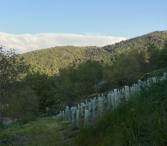 Les pieds de vigne protégés du domaine d'Auvat