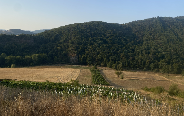 Les vignes du domaine d'Auvat