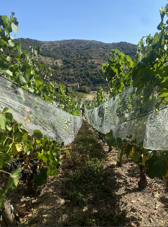 les rangées de vigne du domaine d'Auvat