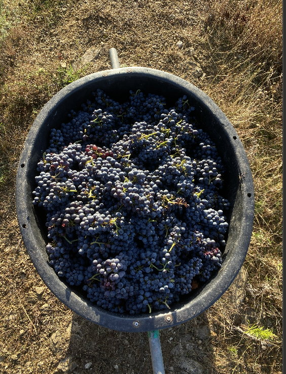 raisins du domaine d'Auvat