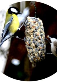 ATELIER DE FABRICATION DE « BOULES DE GRAINES POUR LES OISEAUX ».
